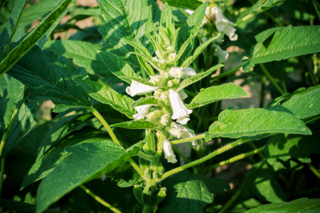 Sesame plant close up viewの写真素材
