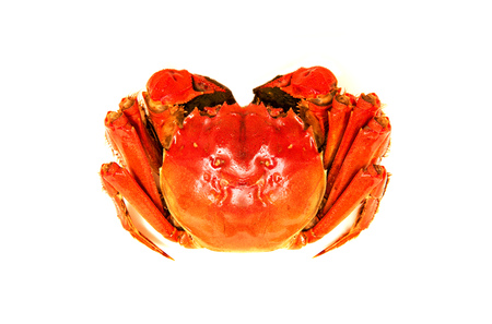 Cooked Chinese hairy crab isolated on whiteの写真素材