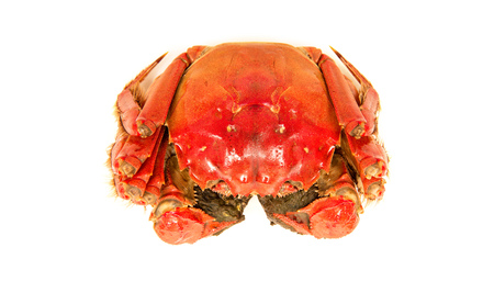 Cooked Chinese hairy crab isolated on whiteの写真素材