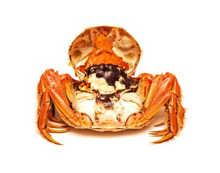 Cooked Chinese hairy crab isolated on whiteの写真素材