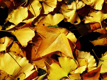 Autumn background with autumn colorful leavesの写真素材