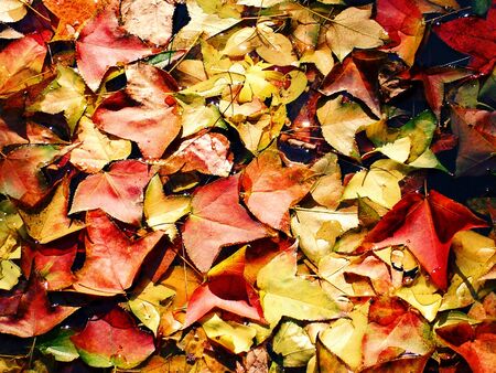 Autumn background with autumn colorful leavesの写真素材
