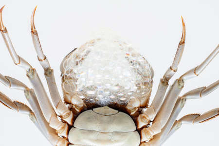 Chinese crab isolated on white backgroundの写真素材
