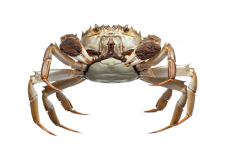Chinese crab isolated on white backgroundの写真素材