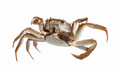 Chinese crab isolated on white backgroundの写真素材