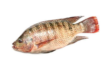 Fresh snapper fish isolated on a white backgroundの写真素材
