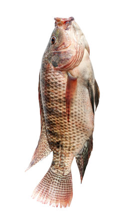 Fresh snapper fish isolated on a white background.の写真素材