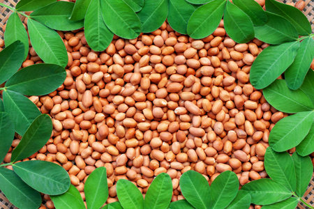 Peanut kernel with green leaves background.の写真素材
