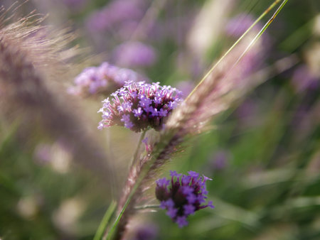 Verbena bonariensis