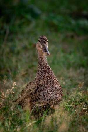 Portrait of a duck in Franceの写真素材