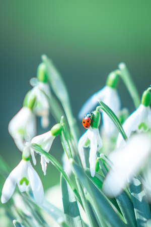 Ladybug on a snowdrop in the forestの写真素材