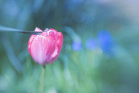 A tulip from another perspectiveの写真素材
