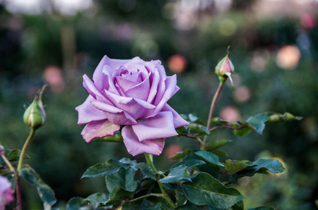 Purple rose in Balboa botanical garden in San Diego, CA, USAの写真素材