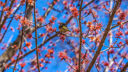 American yellow warbler sitting on blooming maple treeの写真素材