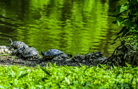 Turtle line in park in Milanの写真素材