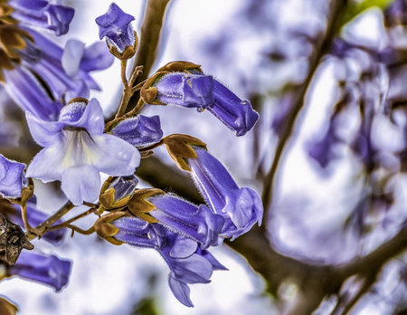 Blooming Paulownia tree in Milan, Italy