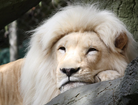Magestic White Lion resting on a tree branch.