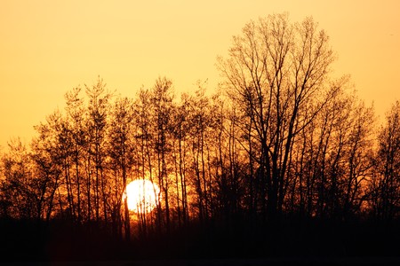The sun is setting through the trees in the woods at a fields edge.の写真素材