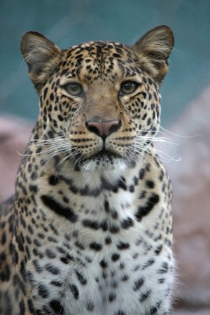 A beautiful leopard gazing at the camera.の写真素材