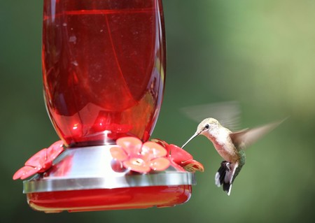 A hummingbird eating at a bird feeder in flight.の写真素材