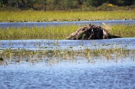 A muskrat house or den above the wild rice on a river.の写真素材