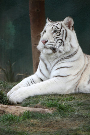A white tiger laying in the grass at a park.の写真素材