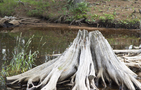 A Huge Driftwood Stump in the water worn down through years of water erosion.