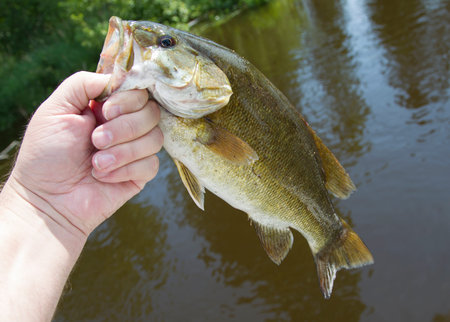 A beautiful Smallmouth Bass in the fisherman's hand before being relased back into the water.