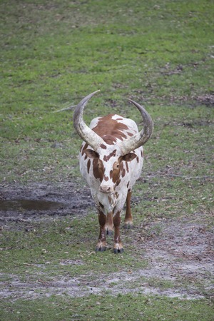 Ankole - Watusi cattle brown and white in the grass with huge horns.の写真素材