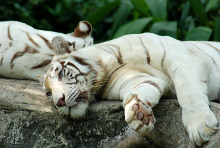 White tiger on a rock in zoo