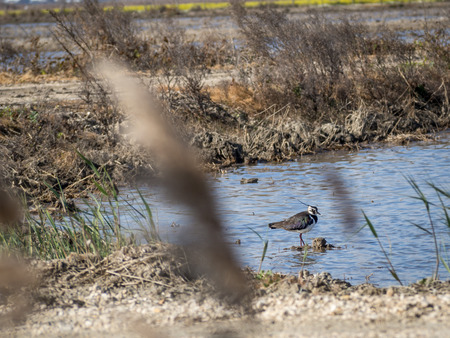 Portrait of a lapwing (vanellus vanellus) in waterの写真素材