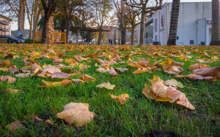 Autumn Park Floorの写真素材