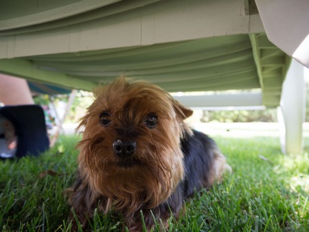 Cute Yorkshire Terrier Dog hiding from peopleの写真素材