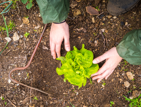 Woman Hands picking organic fresh agricultural lettuceの写真素材