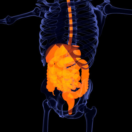 3D Illustration Human Respiratory System Anatomy (Lungs) For Medical Concept