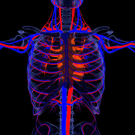 3D Illustration Human Respiratory System Anatomy (Lungs) For Medical Conceptの写真素材