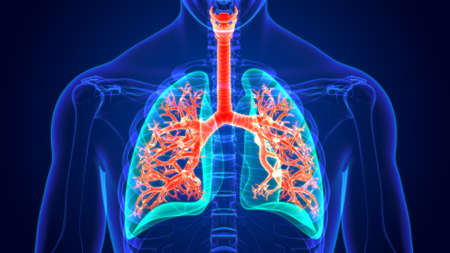 3D Illustration Human Respiratory System Anatomy (Lungs) For Medical Conceptの写真素材