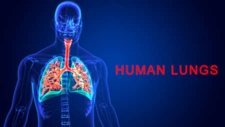 3D Illustration Human Respiratory System Anatomy (Lungs) For Medical Conceptの写真素材