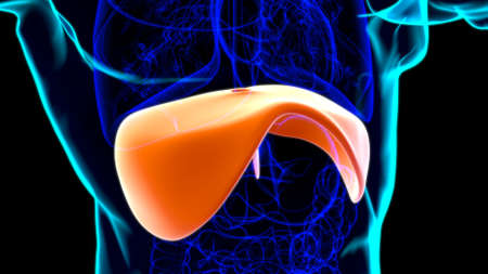 Diaphragm Human Respiratory System Anatomy For Medical Concept 3D Illustrationの写真素材