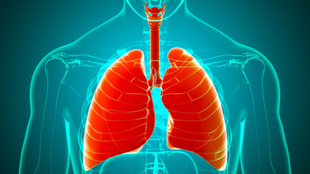 Lungs Human Respiratory System Anatomy For Medical Concept 3D Illustration