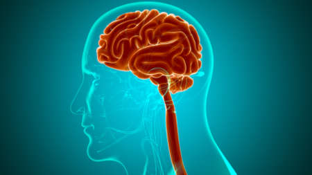 Human Brain Anatomy For Medical Concept 3D Illustrationの写真素材