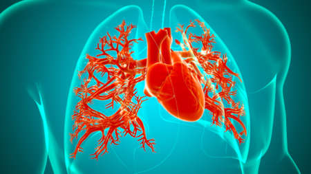 Lungs Human Respiratory System Anatomy For Medical Concept 3D Illustrationの写真素材