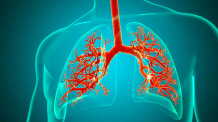 Lungs Human Respiratory System Anatomy For Medical Concept 3D Illustrationの写真素材