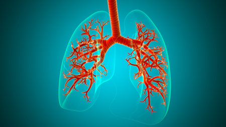 Lungs Human Respiratory System Anatomy For Medical Concept 3D Illustration