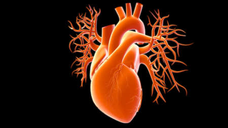 Human Heart Anatomy For Medical Concept 3D Illustrationの写真素材