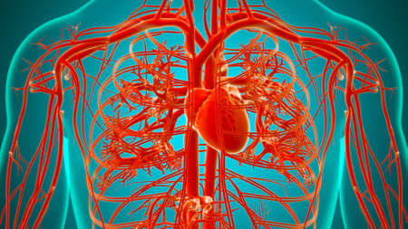 Human Heart With Circulatory System Anatomy For Medical Concept 3D Illustrationの写真素材