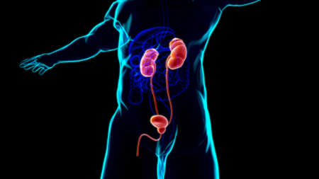 Human Urinary System Kidneys with Bladder Anatomy For Medical Concept 3D Illustrationの写真素材