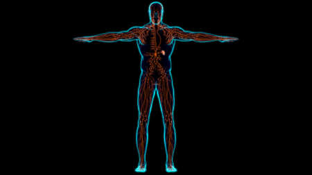 Human Lymph Nodes Anatomy For Medical Concept 3D Illustrationの写真素材