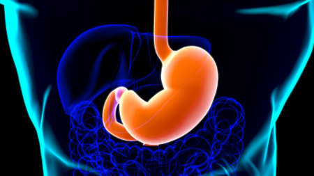 Stomach Anatomy Human Digestive System For Medical Concept 3D Illustrationの写真素材