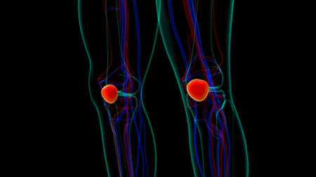 Human skeleton anatomy Patella Bone 3D Rendering For Medical Conceptの写真素材